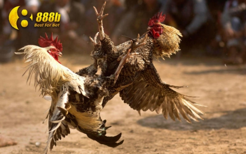 Huấn luyện và phát triển kỹ năng thi đấu